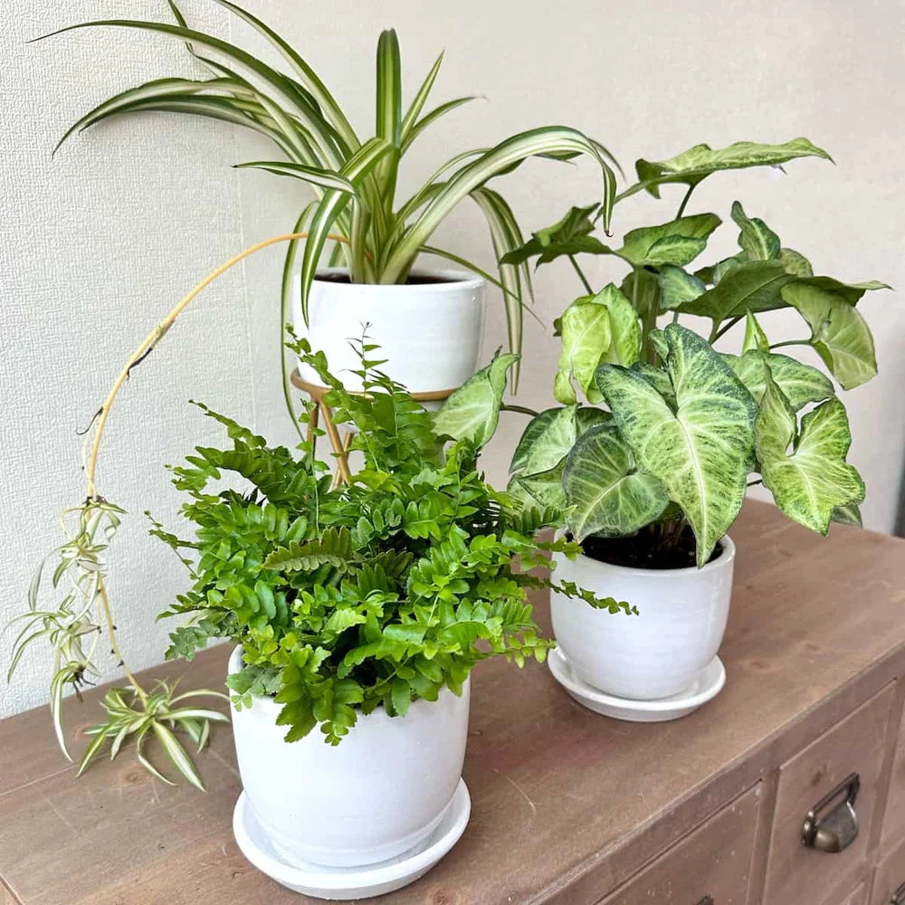 Set De Plantas Para Habitación